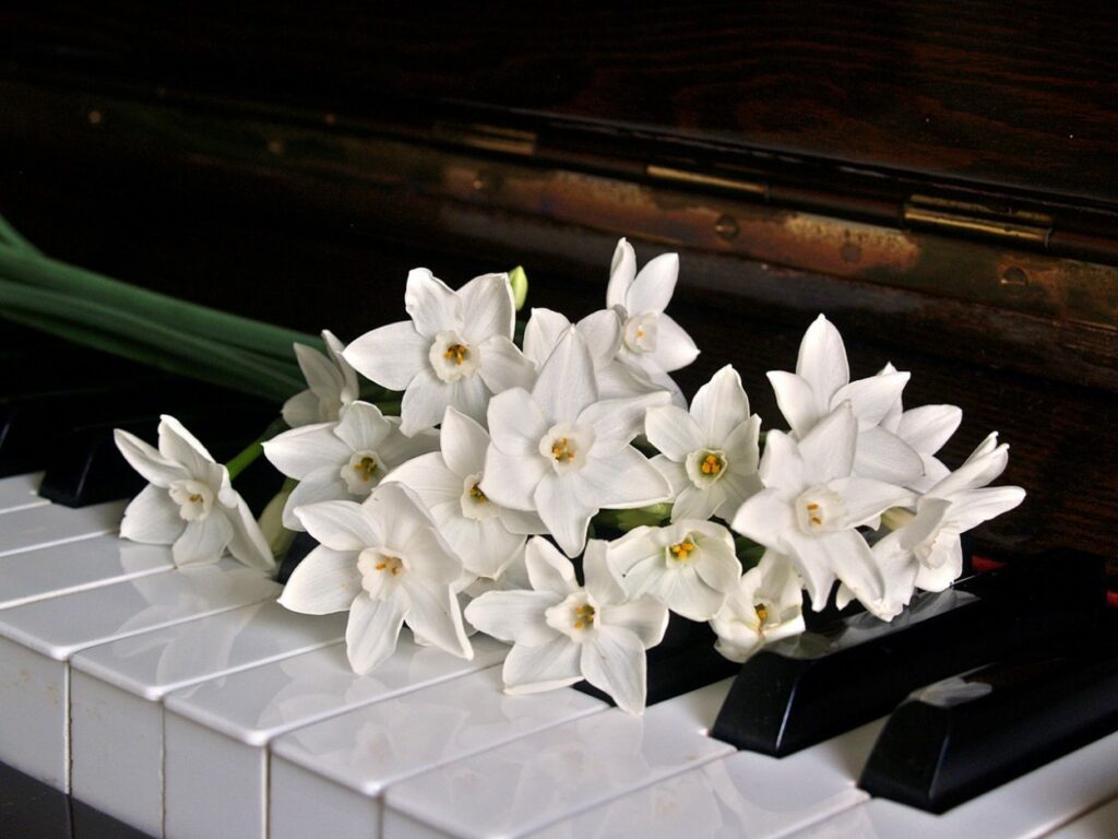 White flowers displayed on a piano keyboard.